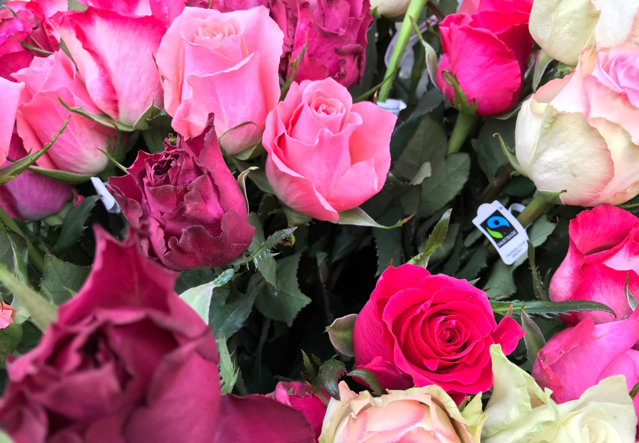Image - Faire Rosen zum Weltfrauentag