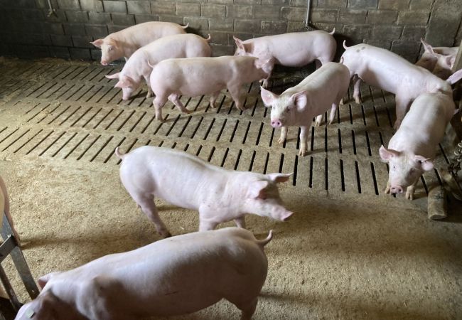 Image - Mastschweine