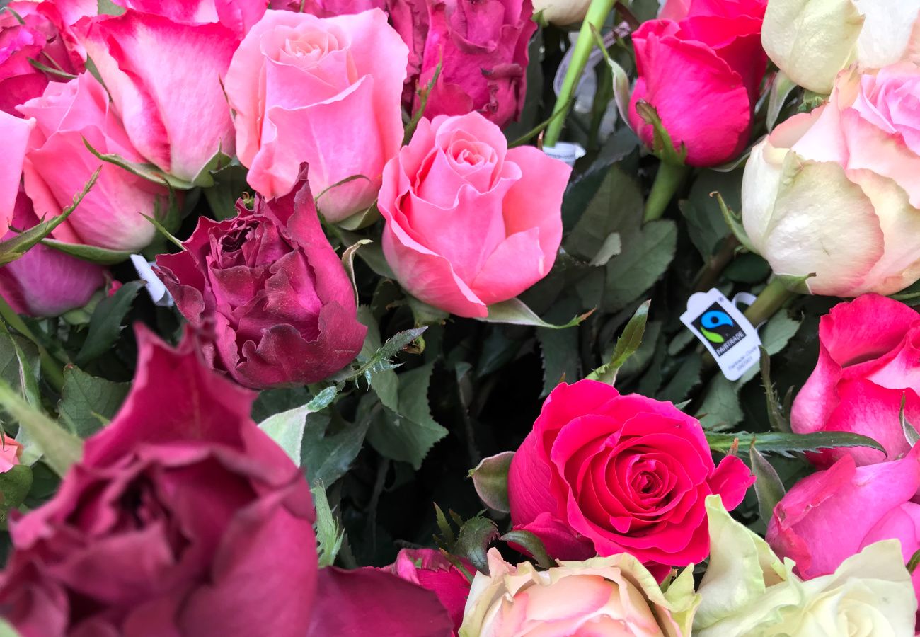 Image - Faire Rosen zum Weltfrauentag